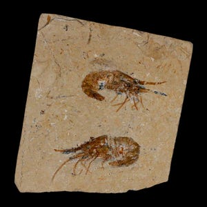 2 2匹のエビの化石 Carpopenaeus 白亜紀 1億年前 セノマニアン層 レバノン 真正証明書付き 送料無料