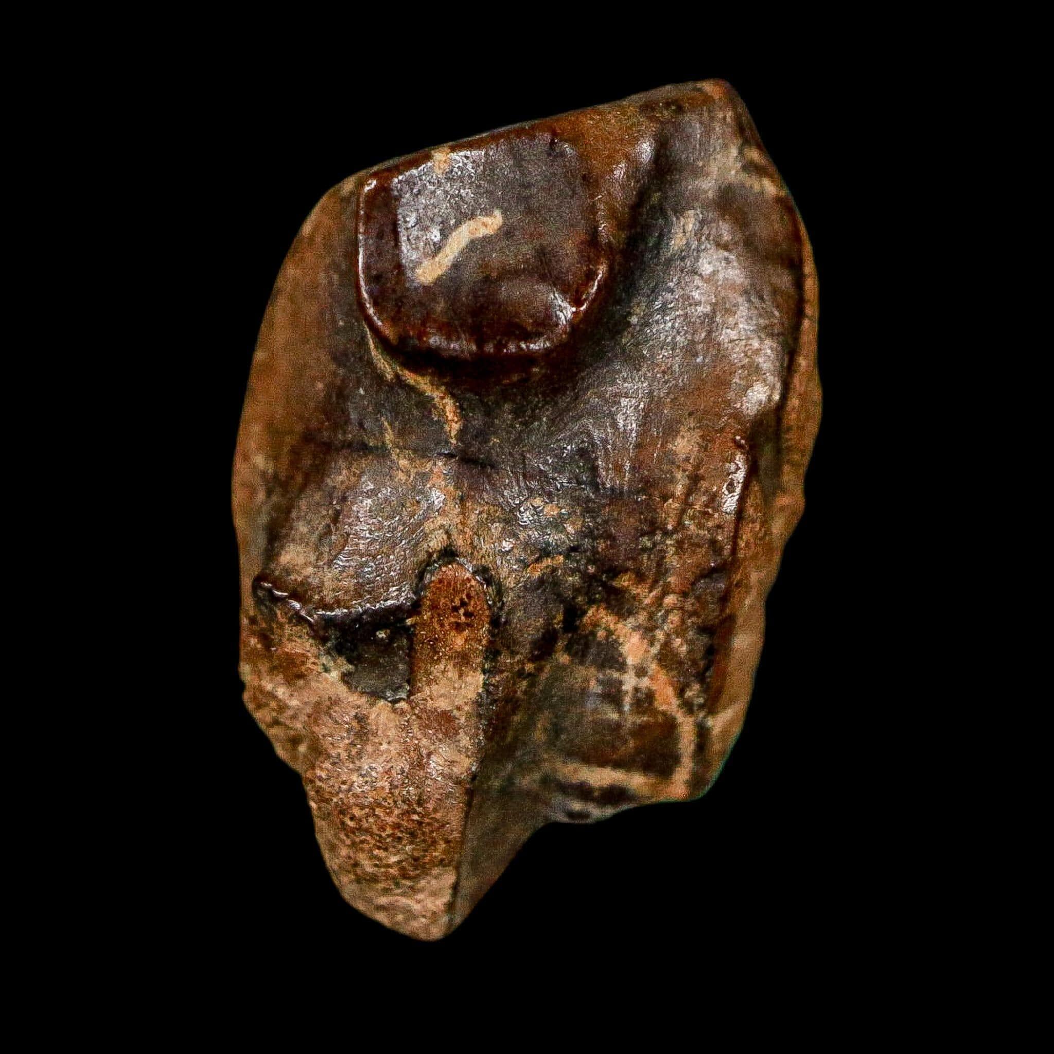 FossilAgeMinerals - Etsy 日本