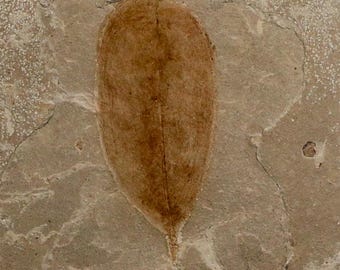1.5" Highly Detailed Leguminosites Lesquereuxiana Fossil Plant Leaf 56 Mil Yrs Old Eocene Age Green River Formation Utah Free Shipping