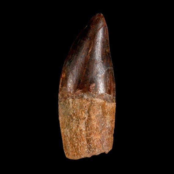 2.6インチ カルカロドントサウルス 鋸歯状化石歯 白亜紀獣脚類恐竜