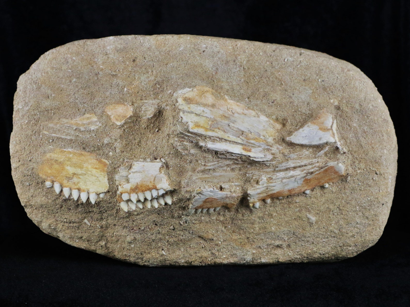 Rare Eutrichiurides Fossil Fish Jaw With Teeth Rows in Matrix Etsy