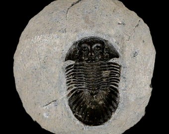 1.6インチ スカブリスクテラム三葉虫化石 デボン紀 モロッコ 4億年前