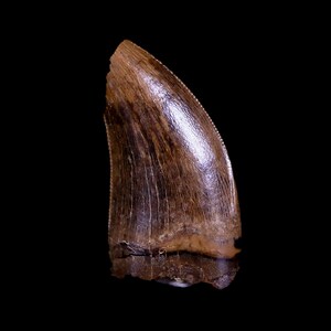 0.7 &quot;Nanotyrannus Tyrannosaurus Fossil Zahn Dinosaurier Hell Creek South Dakota Echtheitszertifikat Kostenlose Anzeige und Versand