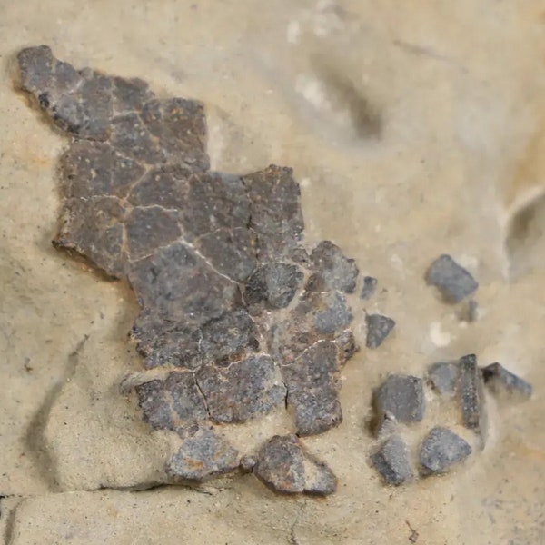 4" Hadrosaur Dinosaur Fossil Egg Shell In Matrix Judith River Formation Cretaceous Montana COA Free Display and Free Shipping