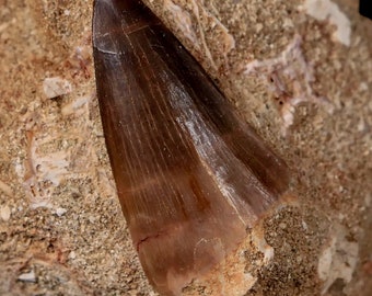 1.7" Mosasaur Prognathodon Fossil Tooth Cretaceous Dinosaur Era 66 Million Yrs Old Certificate of Authenticity Free Stand And Shipping