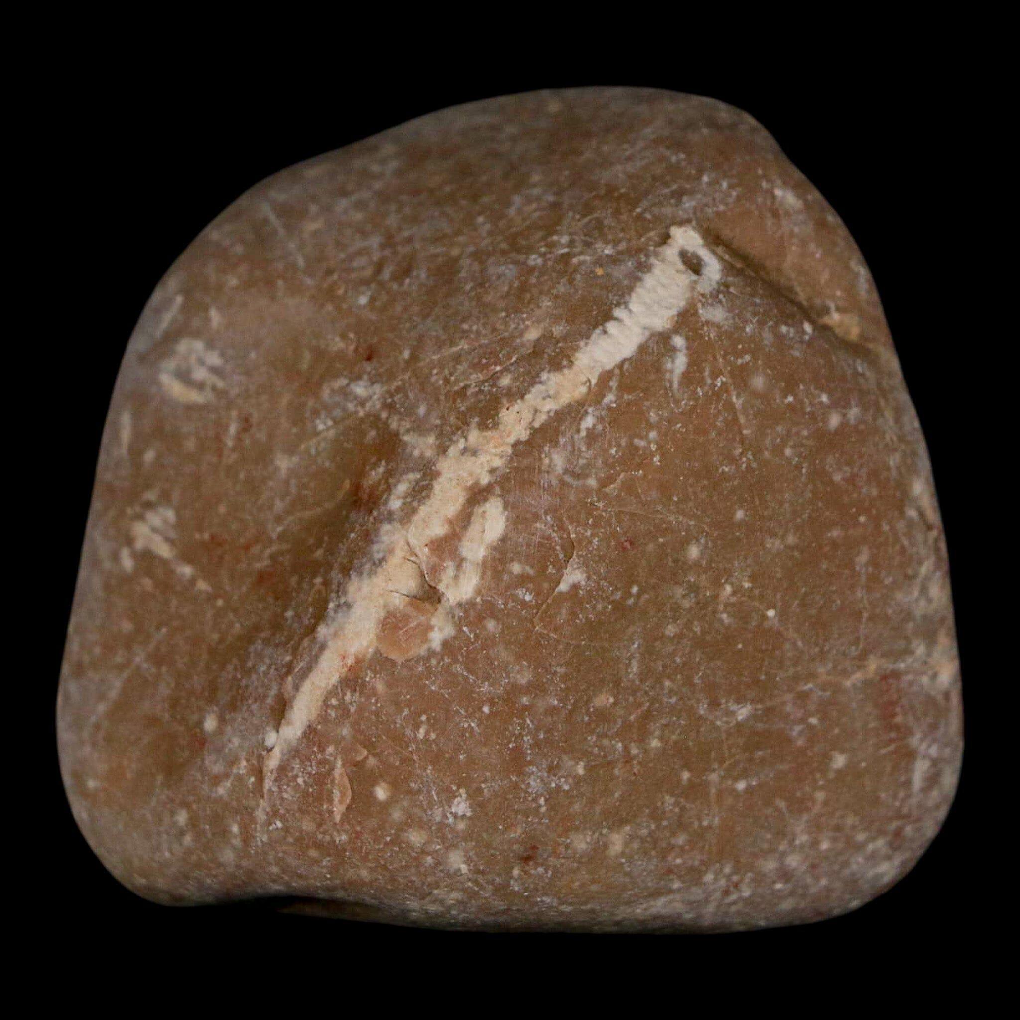 Gizzard stones - Etsy 日本