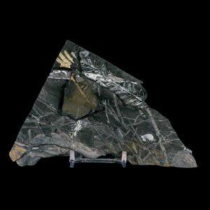 5.3&quot; Alethopteris Fern Plant Leaf Fossil Carboniferous Age Llewellyn Formation ST Clair, COA Free Stand and Shipping