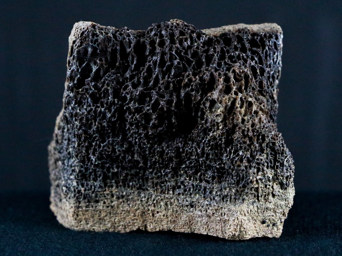 torosaurus fossil