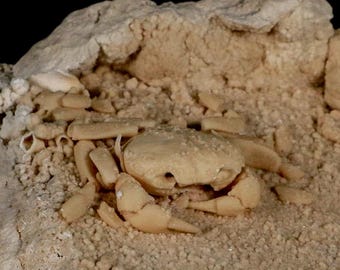 トラバーチンに保存された更新世の淡水ガニの化石 - 紫外線反応性