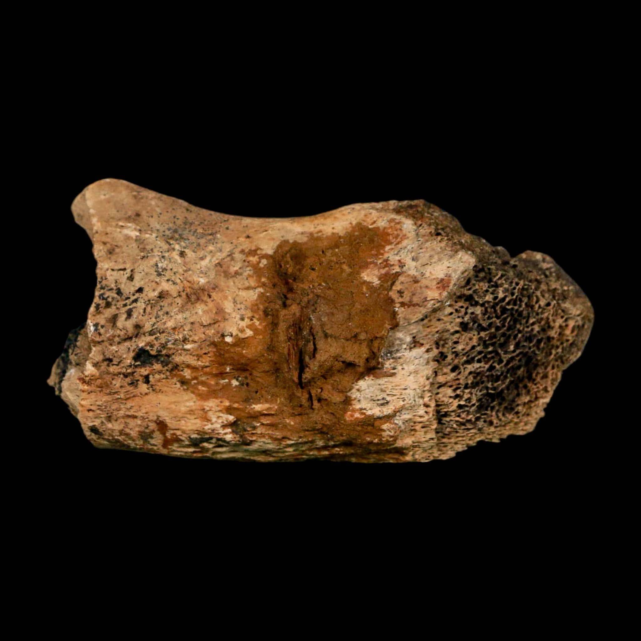 2.4インチ ハドロサウルス恐竜の化石 肋骨 ヘルクリーク層 モンタナ州