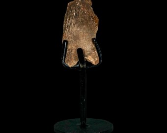 2.4インチ ハドロサウルス恐竜の化石 肋骨 ヘルクリーク層 モンタナ州