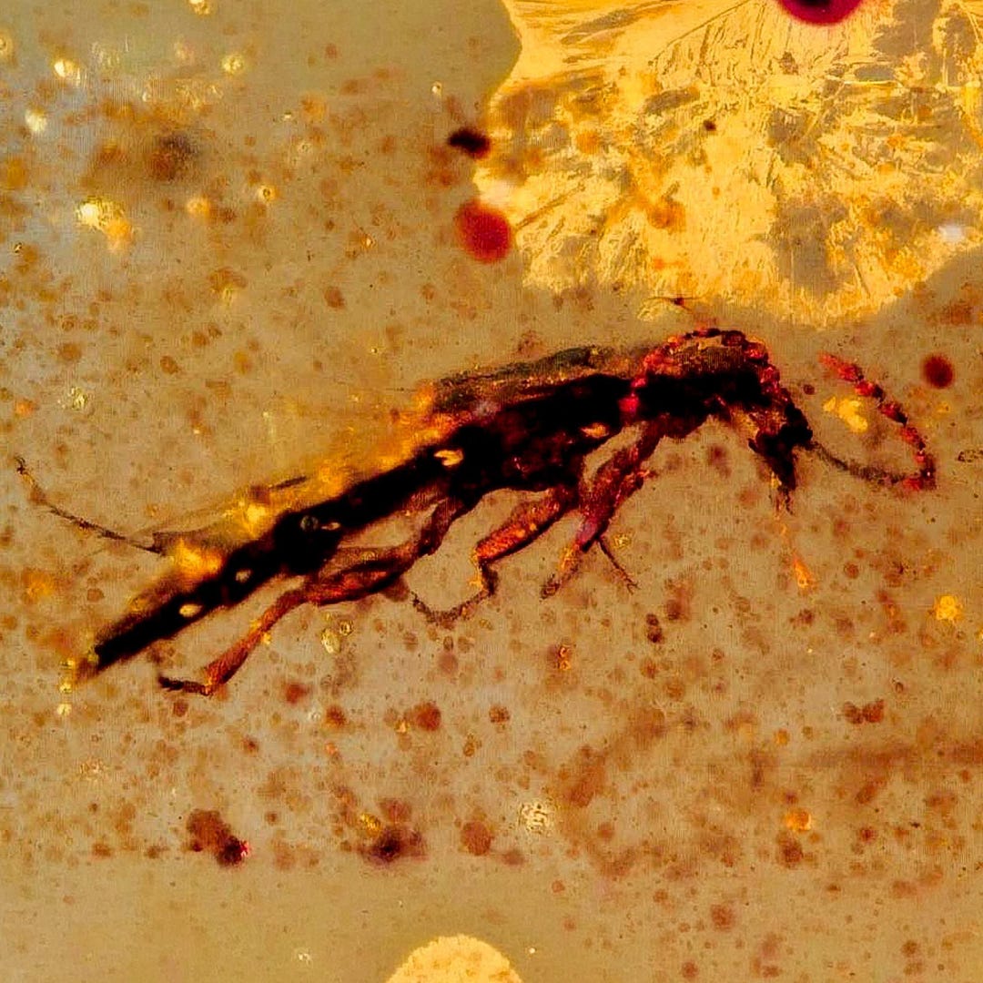 Burmese Insect Amber Unknown Flying Fossil Cretaceous Burmite Dinosaur ...