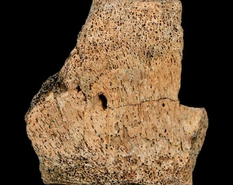 2.4" Hadrosaur Dinosaur Fossil Vertebrae Bone Hell Creek Formation Montana Certificate Of Authenticity Free Stand and Shipping