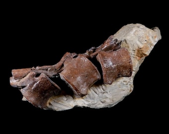 5&quot; Corythosaurus Dinosaur Fossil Tail Vertebrae Bones And Tendons In Matrix Montana Certificate Of Authenticity Free Shipping