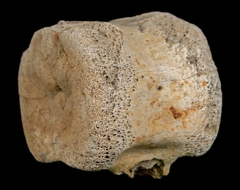 1.9" Hadrosaur Dinosaur Fossil Vertebrae Bone Hell Creek Formation Montana Certificate Of Authenticity Free Stand and Shipping