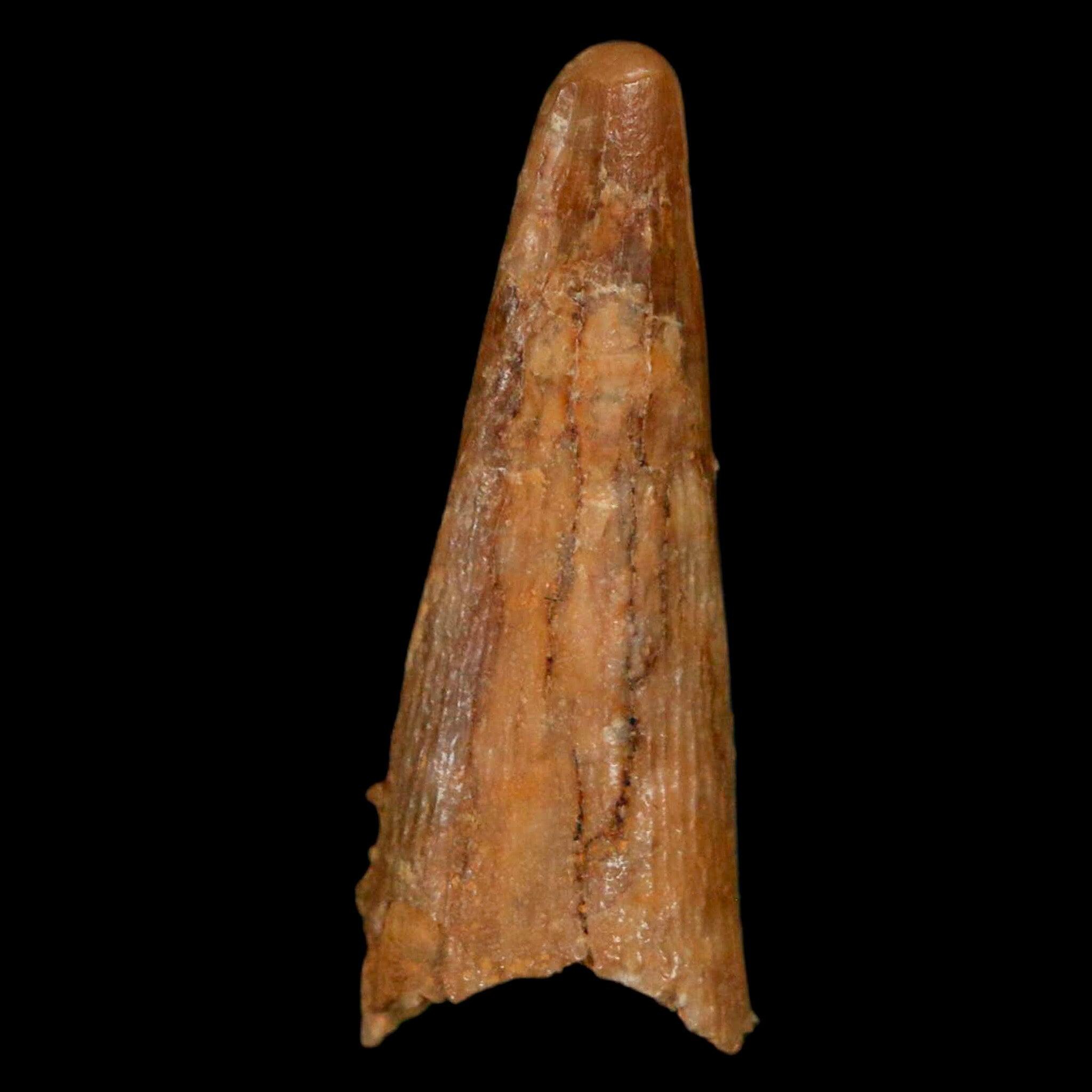 1.1インチ 翼竜コロボリンクス化石歯 上部白亜紀 ケムケム盆地