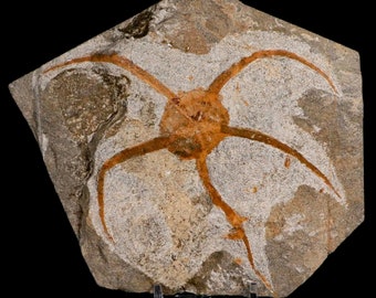 5.1" Brittlestar Ophiura Sp Starfish Fossil Ordovician Age Morocco Certificate of Authenticity Free Stand and Free Shipping