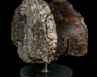 6" Daspletosaurus Tyrannosaur Fossil Vertebrae Cretaceous Dinosaur Judith River Formation Montana COA Free Stand Free Shipping