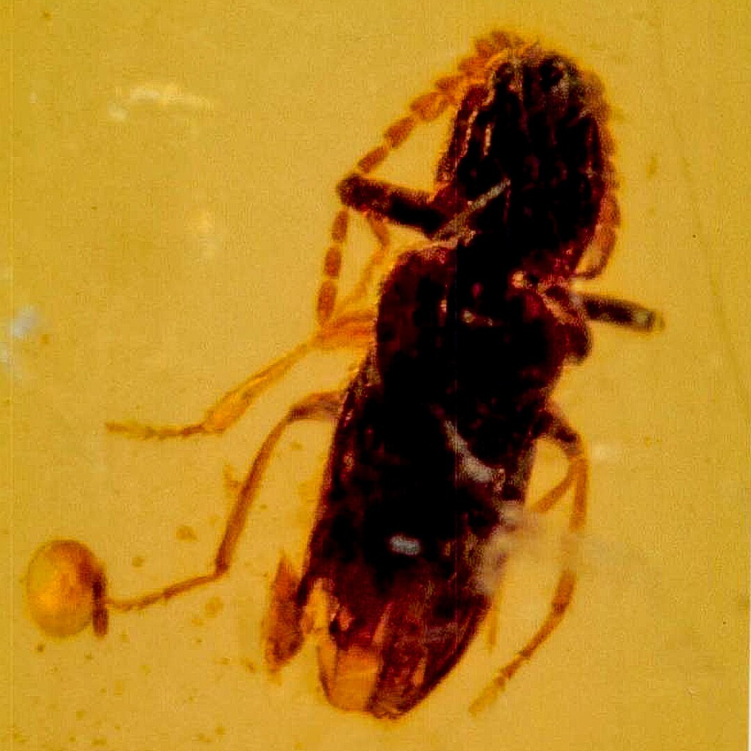 Burmese Insect Amber Coleoptera Beetle Bug Fossil Cretaceous Dinosaur ...