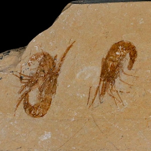 2 2匹のエビの化石 Carpopenaeus 白亜紀 1億年前 セノマニアン層 レバノン 真正証明書付き 送料無料