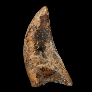 1.2 &quot;Nanotyrannus Tyrannosaurus Fossiler Zahn Dinosaurier Lance Creek Formation Wyoming Echtheitszertifikat Kostenlose Anzeige Kostenloser Versand