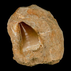 1.8&quot; Mosasaur Prognathodon Fossil Tooth In Matrix Oued Zem Morocco Cretaceous Dinosaur Era COA Free Shipping
