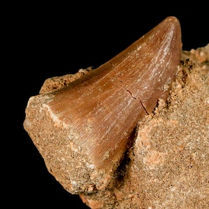 1.6&quot; Mosasaur Baugei Fossil Tooth In Matrix Oued Zem Morocco Cretaceous Dinosaur Era Certificate of Authenticity Free Shipping