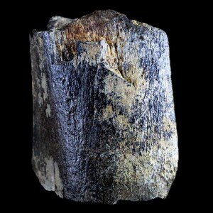 2.5" Edmontosaurus Fossil Rib Bone Specimen Lance Creek Formation Cretaceous Dinosaur Wyoming Certificate of Authenticity Free Shipping image 9