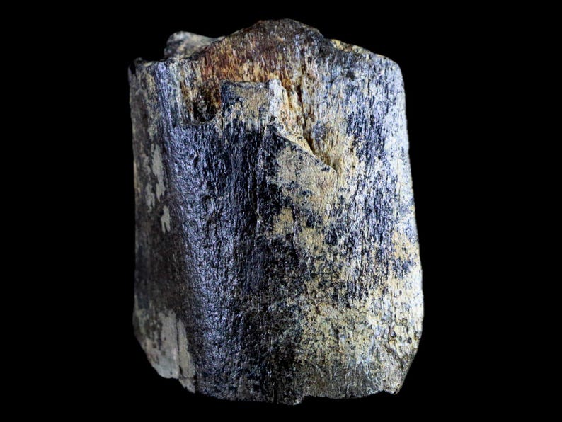 2.5" Edmontosaurus Fossil Rib Bone Specimen Lance Creek Formation Cretaceous Dinosaur Wyoming Certificate of Authenticity Free Shipping image 9