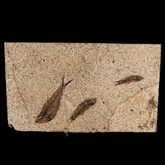 3 3匹のディプロミストゥス・デンタトゥス化石魚、グリーンリバー層
