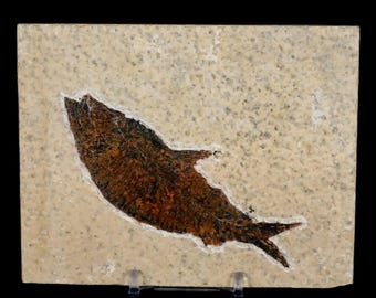 小型ナイティア魚の化石、グリーンリバー層、始新世、ワイオミング州