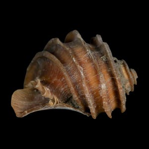 May include: A close-up of a brown seashell, showcasing its spiral structure and textured surface. The shell's natural form is emphasized by ridges and curves. Set against a black backdrop, the shell's details are clearly visible.