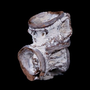1.1&quot; Xiphactinus Audax Fossil Vertebrae Cretaceous Era Fish Niobrara Formation Kansas Free Shipping
