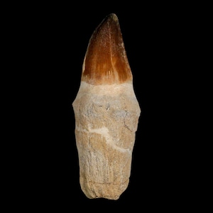 XL 4&quot; Mosasaur Prognathodon Fossil Tooth Rooted Cretaceous Dinosaur Era Oued Zem Morocco Certificate of Authenticity Free Shipping