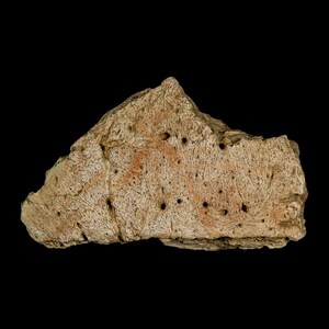2.8インチ アンキロサウルス化石頭蓋骨 ランスクリーク層 白亜紀恐竜 ワイオミング州 真正証明書付き 送料無料