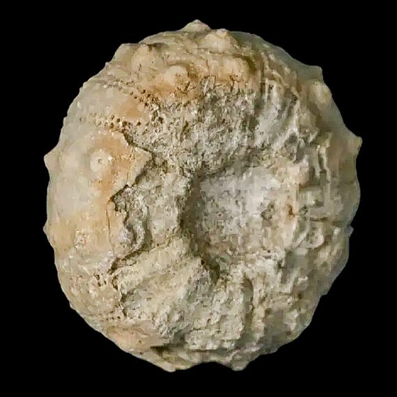 26MM Detailed Fossil Conopygus Sea Urchin Echinoid Cretaceous Age
