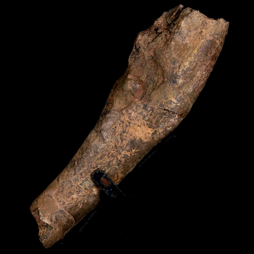 4.6" Dromaeosaur Raptor Fossil Limb Bone Hell Creek Formation Montana Dinosaur Certificate Of Authenticity Free Display and Shipping