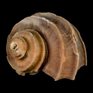 2 "Ecphora Gardnerae Gastropoden Fossil Muschel Lee Creek MIozen Epoche North Carolina Versand kostenlos