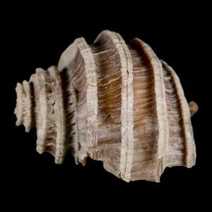 1.8 "Ecphora Gardnerae Gastropoden Fossil Muschel Lee Creek Biozön Epoche North Carolina Versand versandkostenfrei