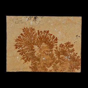 May include: A rectangular slab of tan stone features intricate, fern-like patterns in shades of brown and rust. The natural stone has a rough texture and is set against a black background, highlighting the organic designs.