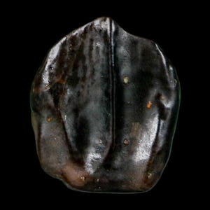 Può includere: Un dente fossilizzato marrone scuro con una superficie liscia e lucida e una prominente cresta verticale che corre lungo il centro. L'oggetto ha una forma irregolare e arrotondata con sottili variazioni di colore e consistenza.