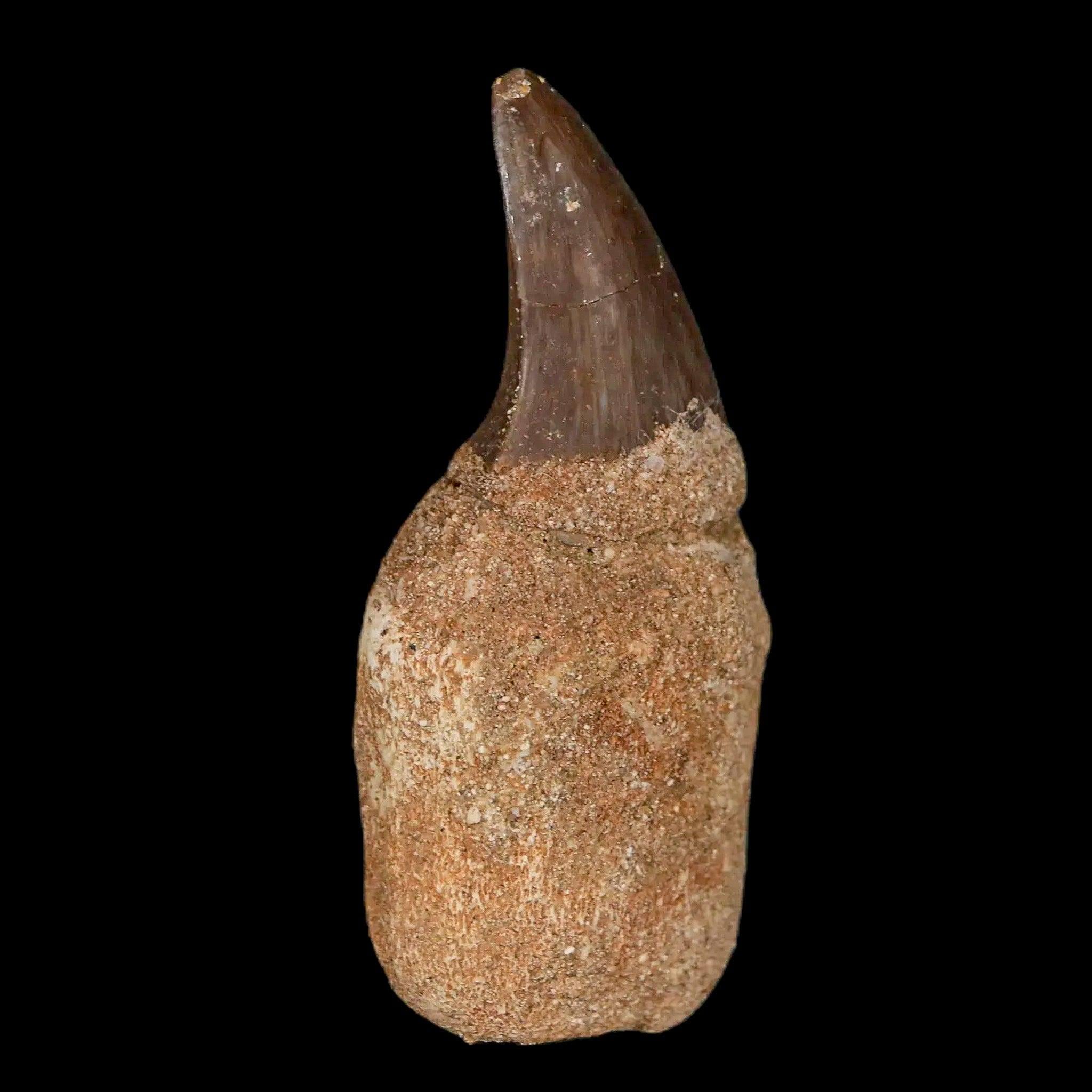 白亜紀の驚異！プログナトドン・ギガンテウスの化石歯 - 極上の一品 白亜紀の驚異！プログナトドン・ギガンテウスの化石歯 - 極上の一品