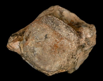 ハドロサウルスの歯 化石 モンタナ州産　恐竜　6/21まで il_340x270.7100656287_9emr.jpg