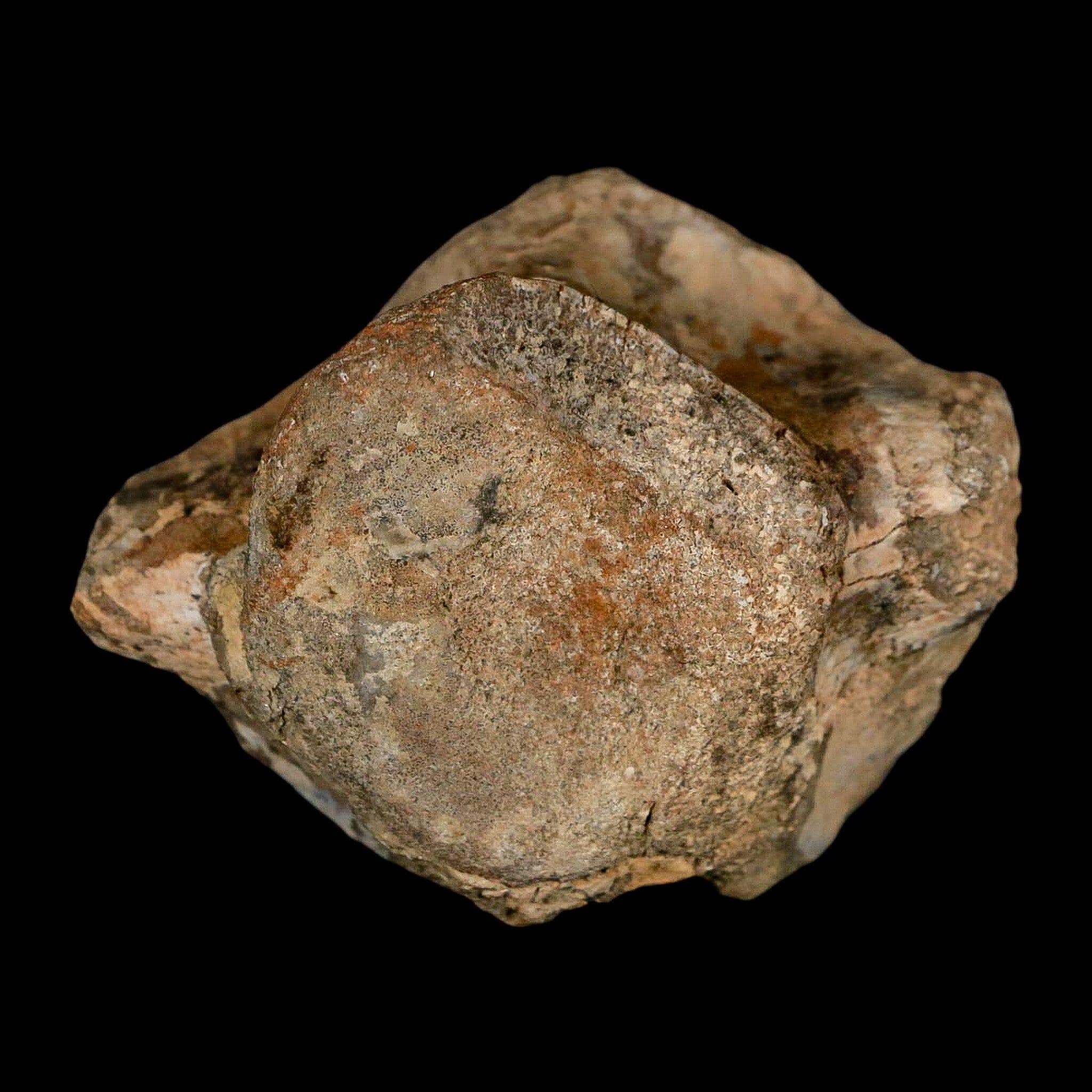 2.5インチ ハドロサウルス化石 椎骨 ジュディスリバー層 恐竜 白亜紀