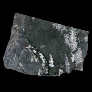 6.3&quot; Alethopteris Fern Plant Leaf Fossil Carboniferous Age Llewellyn Formation ST Clair, COA Free Stand and Shipping