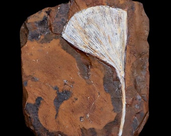 2.6" Detailed Ginkgo Cranei Fossil Plant Leaf Morton County, North Dakota Paleocene Age Certificate of Authenticity Free Shipping