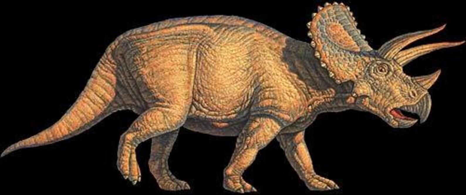triceratops with spiky frill