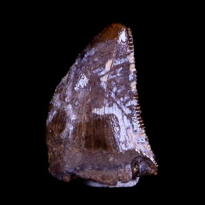 0.4&quot; Nanotyrannus Tyrannosaurus Fossil Tooth Dinosaur Hell Creek Montana Certificate Of Authenticity Free Display and Shipping
