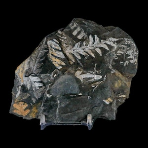4.1&quot; Alethopteris Fern Plant Leaf Fossil Carboniferous Age Llewellyn Formation ST Clair, COA Free Stand and Shipping