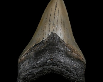 メガロドン　歯　化石　サウスカロライナ産　特大　最大 商品紹介】メガロドンの歯の実物化石（新生代新第三紀、アメリカ